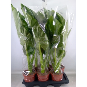 Alocasia macrorrhizos