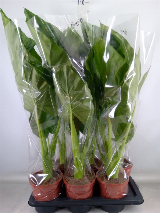<h4>Alocasia macrorrhizos</h4>