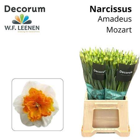 <h4>Narc Amadeus Mozart</h4>