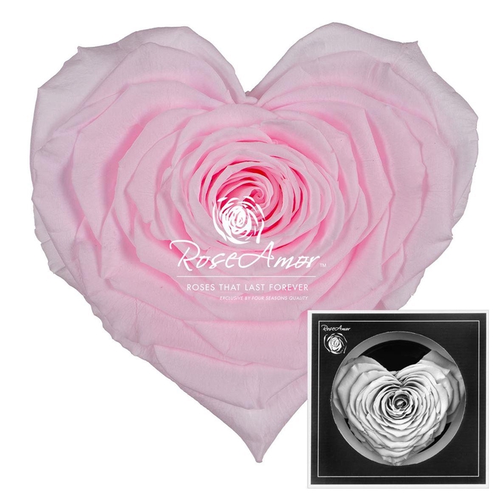 <h4>Corazon Pin99</h4>