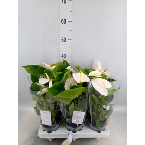 Anthurium andr. 'Cocos'