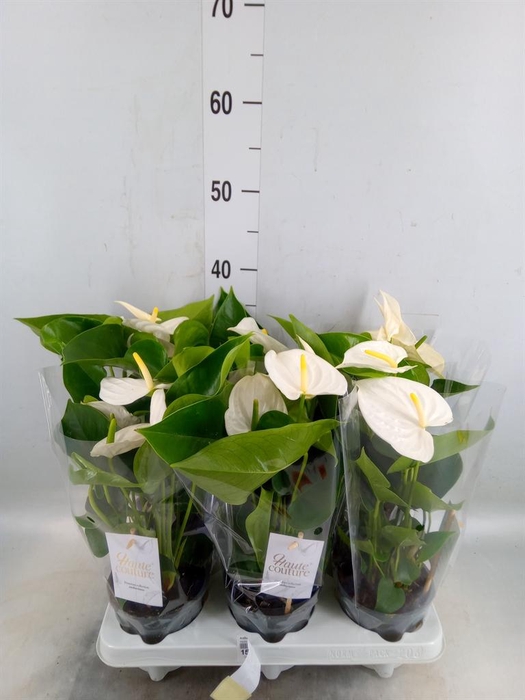 <h4>Anthurium andr. 'Cocos'</h4>