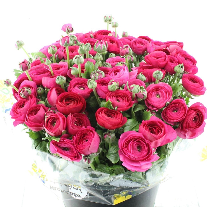 <h4>Ran Su Sr Laser Hot Pink Super</h4>