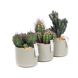 Cactus 10,5 cm in light khaki cilinder pot met grind en etiket