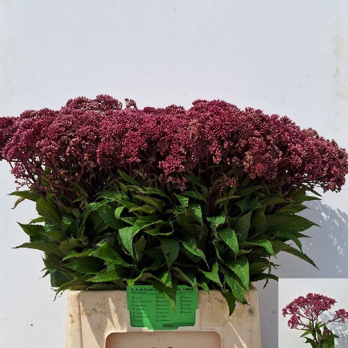 <h4>EUPAT PURPUREUM</h4>