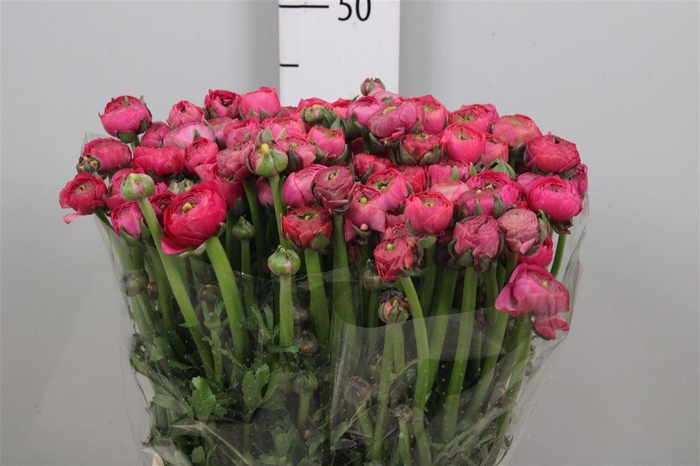 <h4>Ran El. Hot Pink Ex</h4>