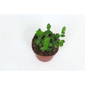 Hoya Cumingiana 12 cm