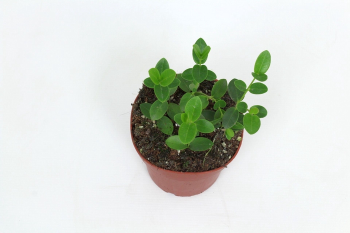 <h4>Hoya Cumingiana 12 cm</h4>