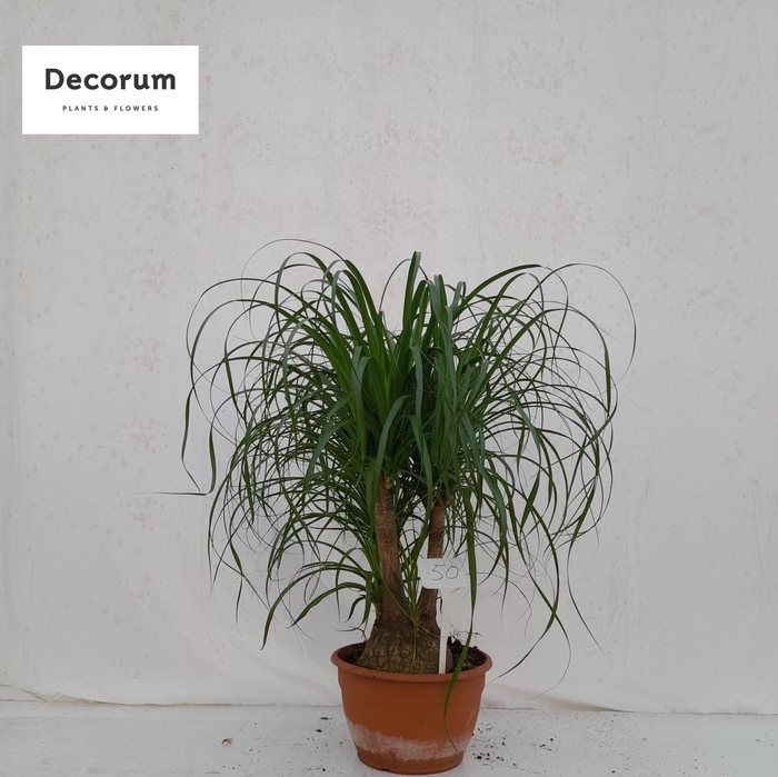 <h4>Beaucarnea vertakt op nummer 50</h4>