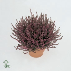 Calluna vulg. 'Marlies'