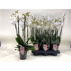 PHAL AN INVERNESS