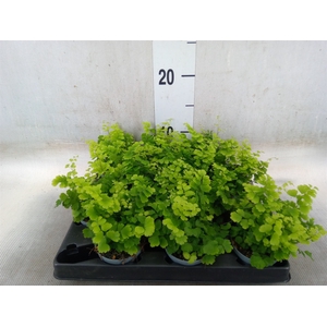 Adiantum raddi. 'Fritz-Luthi'