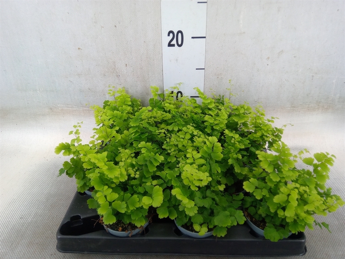 <h4>Adiantum raddi. 'Fritz-Luthi'</h4>