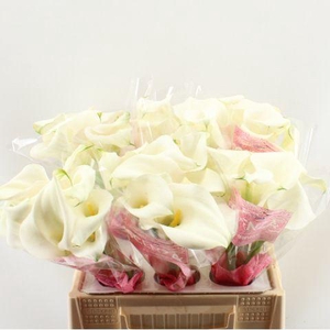 Zant Capt Ventura Scenza