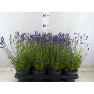 Lavandula angus. 'Essence Pure'