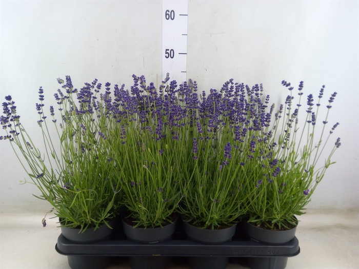 <h4>Lavandula angus. 'Essence Pure'</h4>