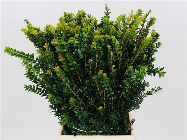 <h4>Myrte Tarantino</h4>