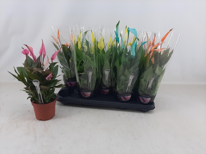 <h4>SPATH BELLINI</h4>