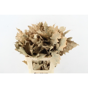 QUERC RUBRA 60CM FROST APRICOT