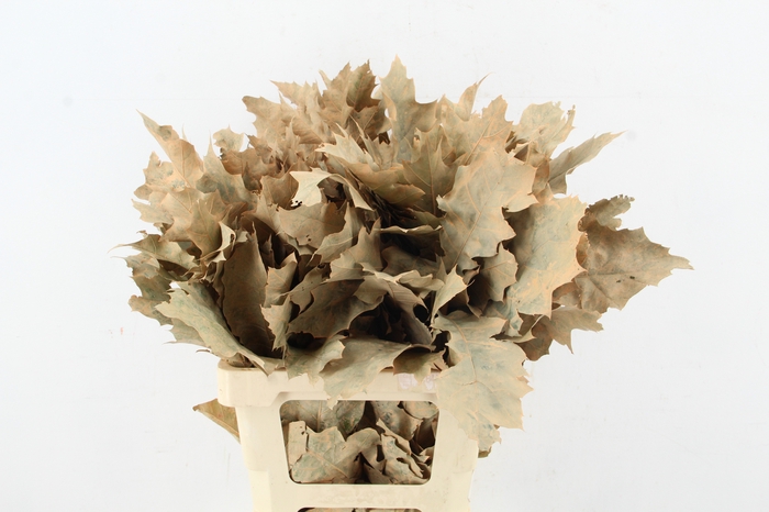 <h4>QUERC RUBRA 60CM FROST APRICOT</h4>