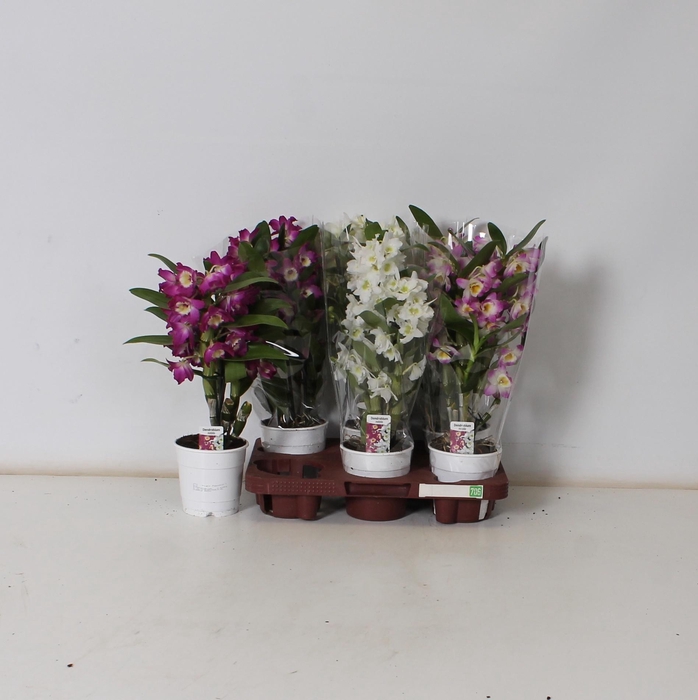 <h4>DENDR N GEM</h4>