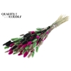 Lagurus Premium per bunch Colourful 8