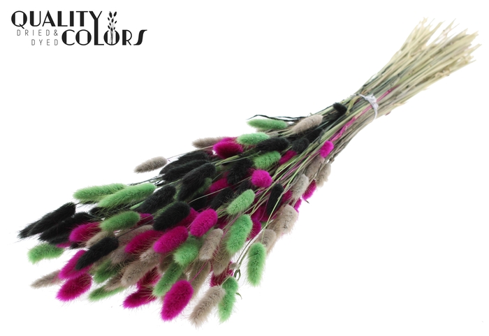 Lagurus Premium per bunch Colourful 8