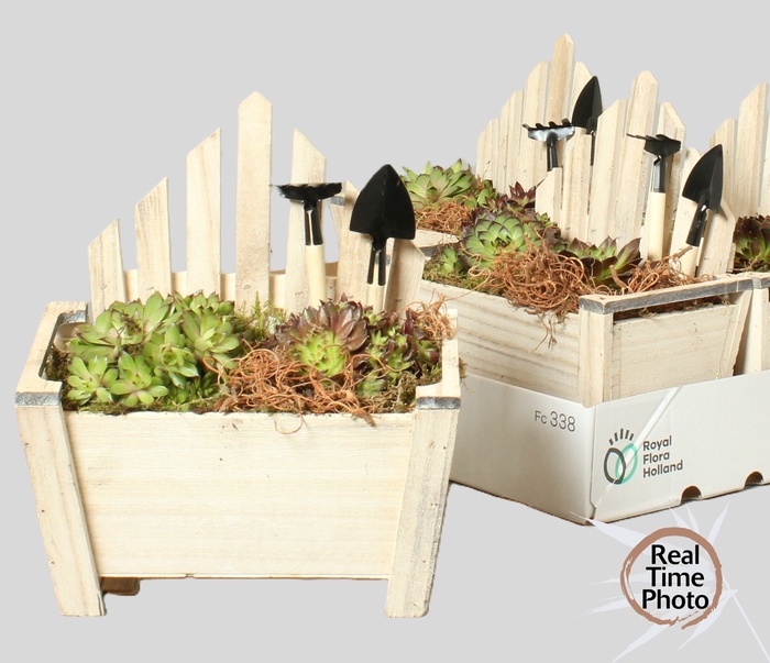<h4>ARR SEMPERVIVUM</h4>