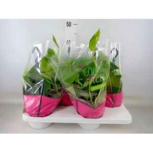 Epipremnum pinn.   HG