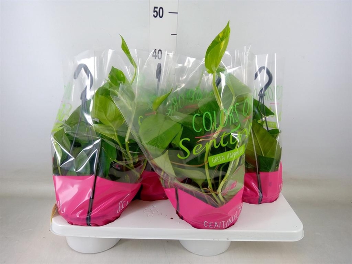 <h4>Epipremnum pinn.   HG</h4>