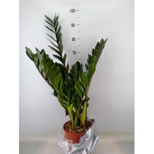 Zamioculcas zamiifolia 'Super Nova'