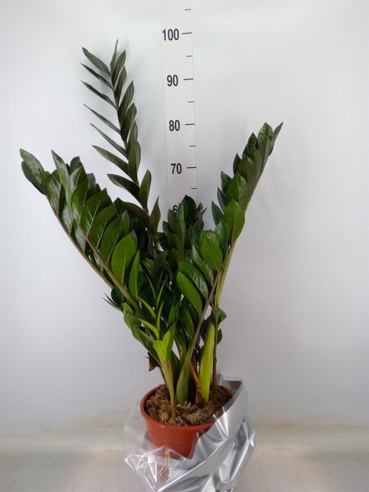 <h4>Zamioculcas zamiifolia 'Super Nova'</h4>