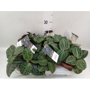 Geogenanthus poeppigii 'Florijn'