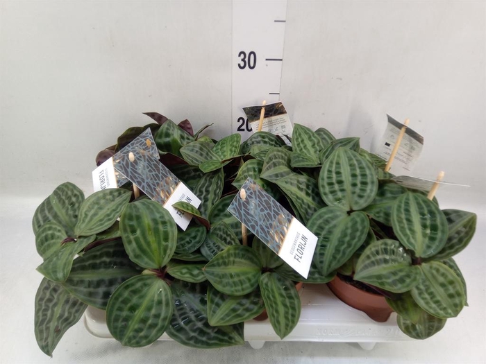 <h4>Geogenanthus poeppigii 'Florijn'</h4>