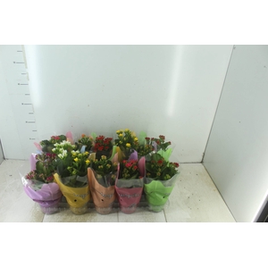 KALANCHOE P11