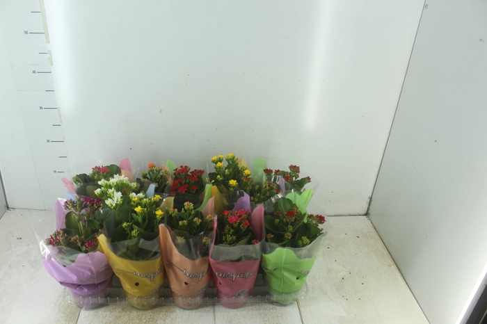 <h4>KALANCHOE P11</h4>