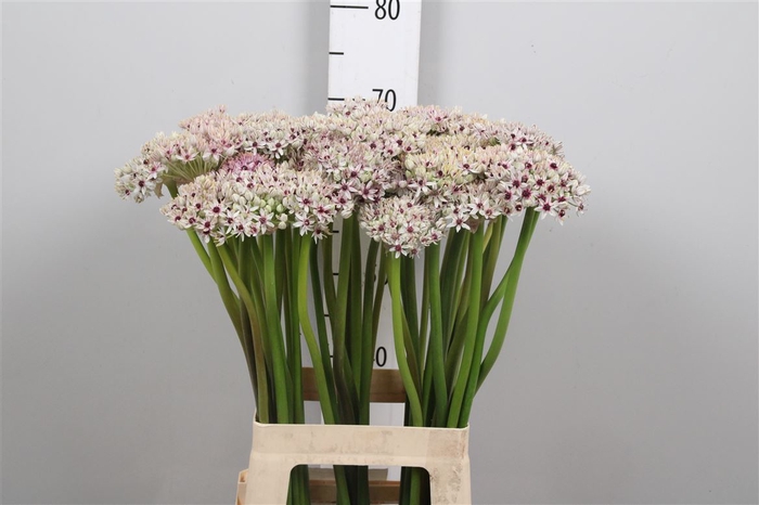 <h4>Allium Silverspring</h4>