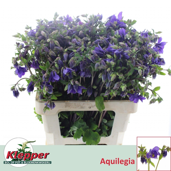 Aquil Blue Lady