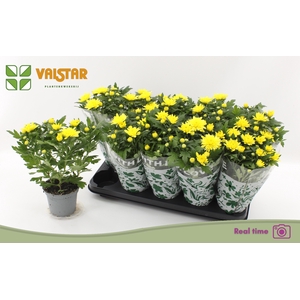 CHRYS DA VINCI YELLO