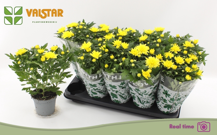 <h4>CHRYS DA VINCI YELLO</h4>