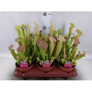 Sarracenia   ...