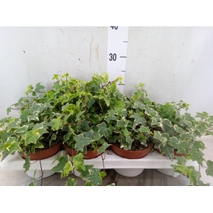 Hedera   ...variegated