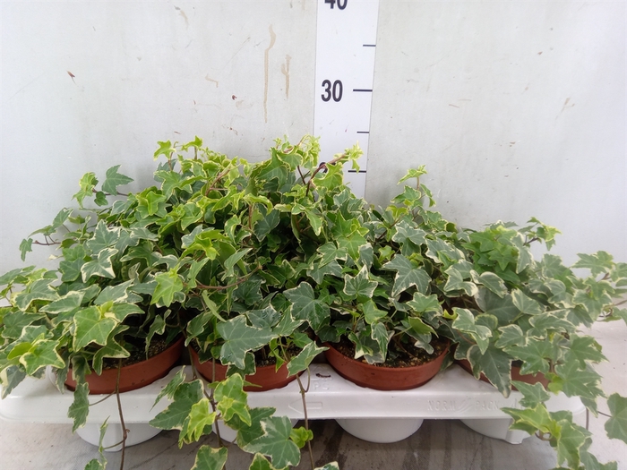 <h4>Hedera   ...variegated</h4>