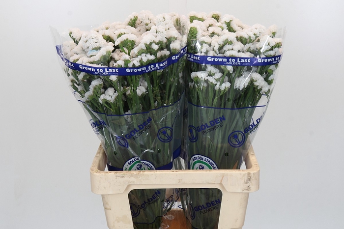 <h4>Limonium Statice White</h4>
