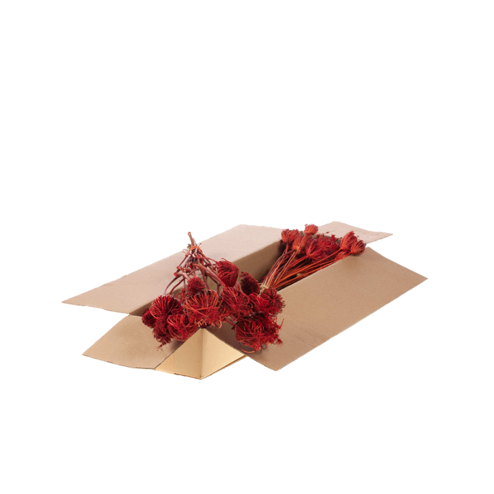 <h4>Ammi Majus Sb Red</h4>