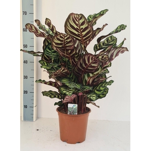 Calathea makoyana
