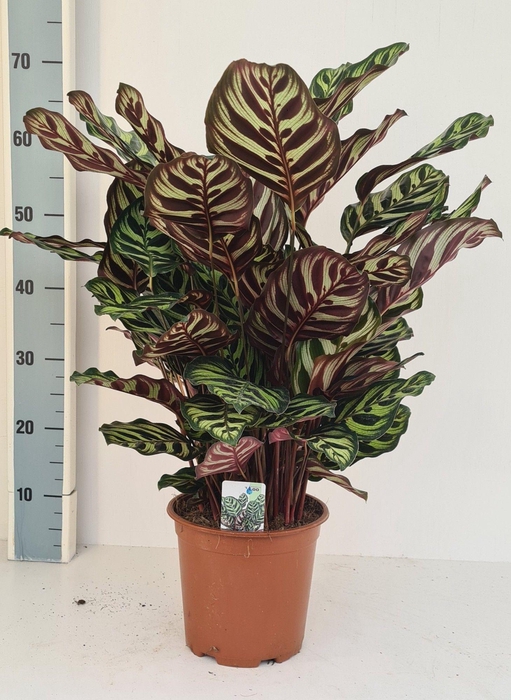 <h4>Calathea makoyana</h4>