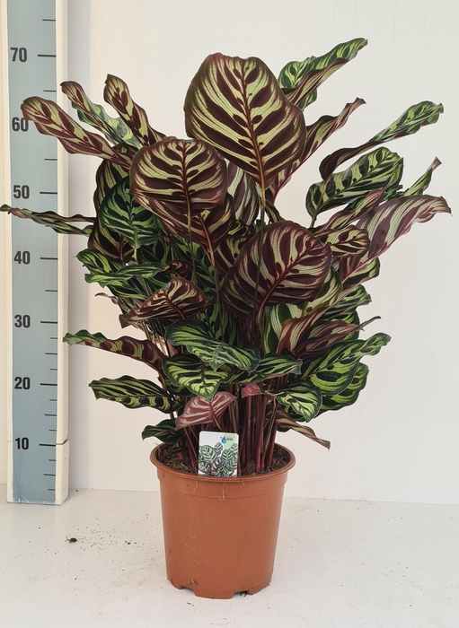 <h4>Calathea makoyana</h4>
