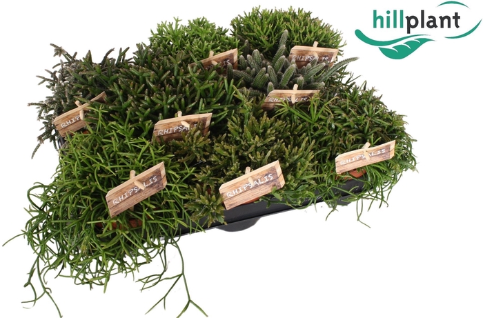 <h4>Rhipsalis gemengd 10,5 cm</h4>