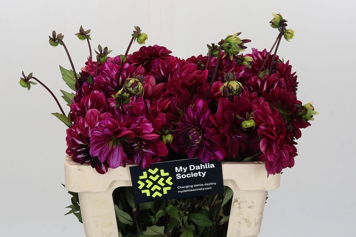 <h4>Dahlia Smiling Don</h4>